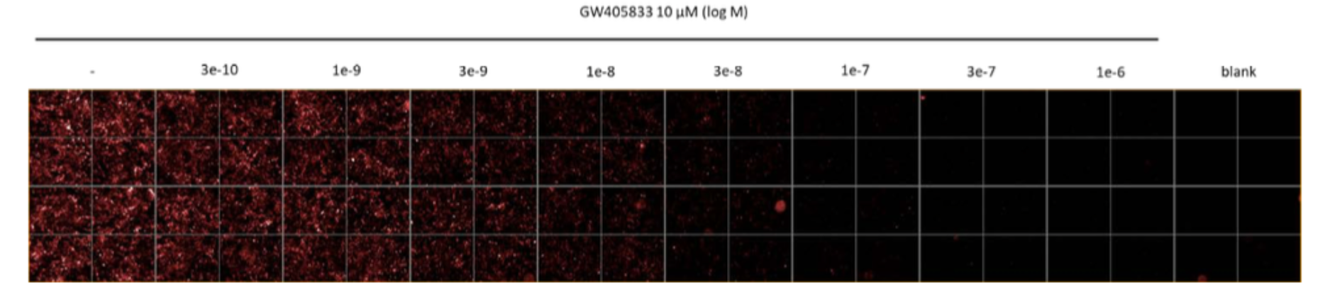 Representative example of the competition binding between CELT-331 30 nM and GW405833.