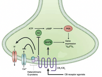 Tips | Understanding the Cannabinoid Receptors of the CNS.