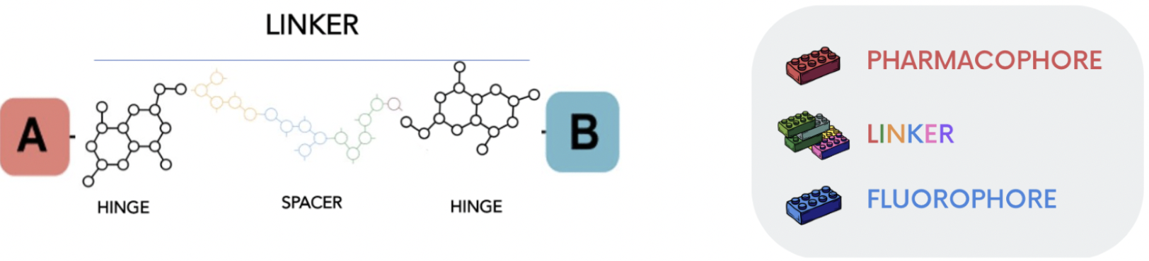 Fig.n.1: Structure of a fluorescent ligand.